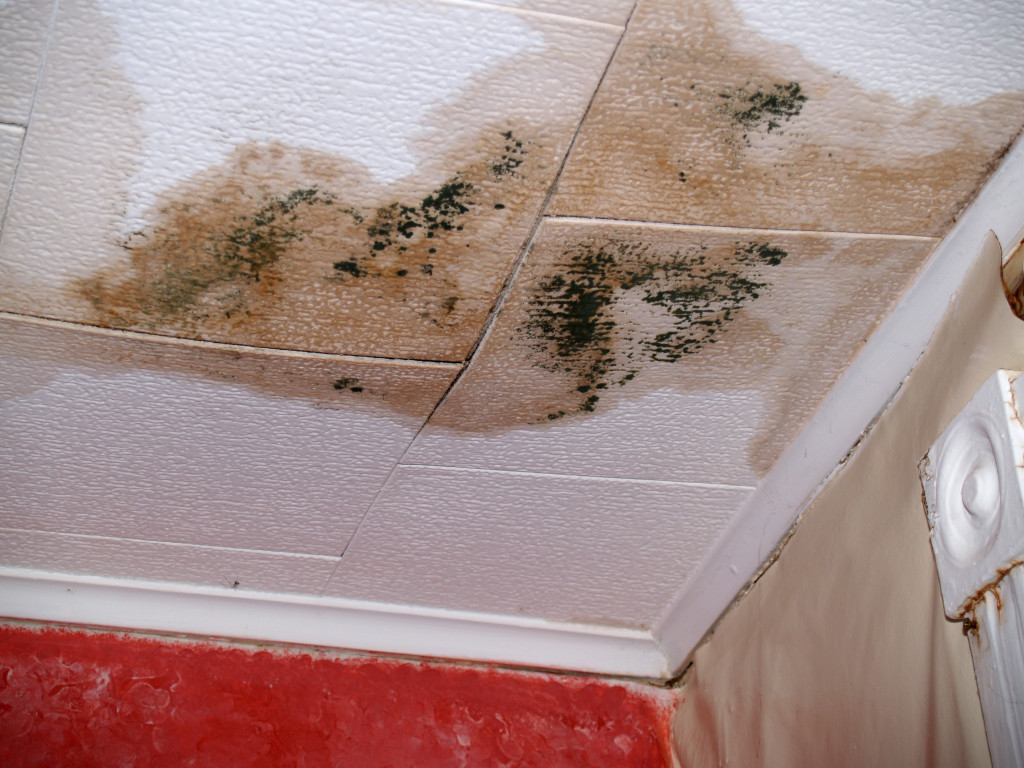 Mold growth on the ceiling