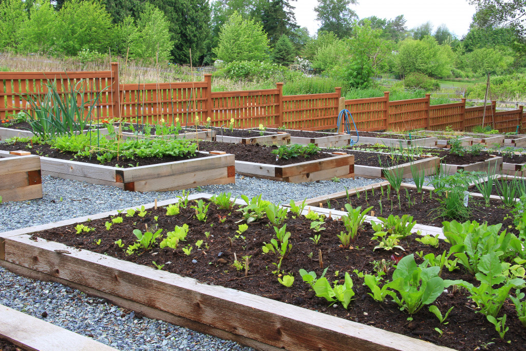 Community garden filled with organic produce.