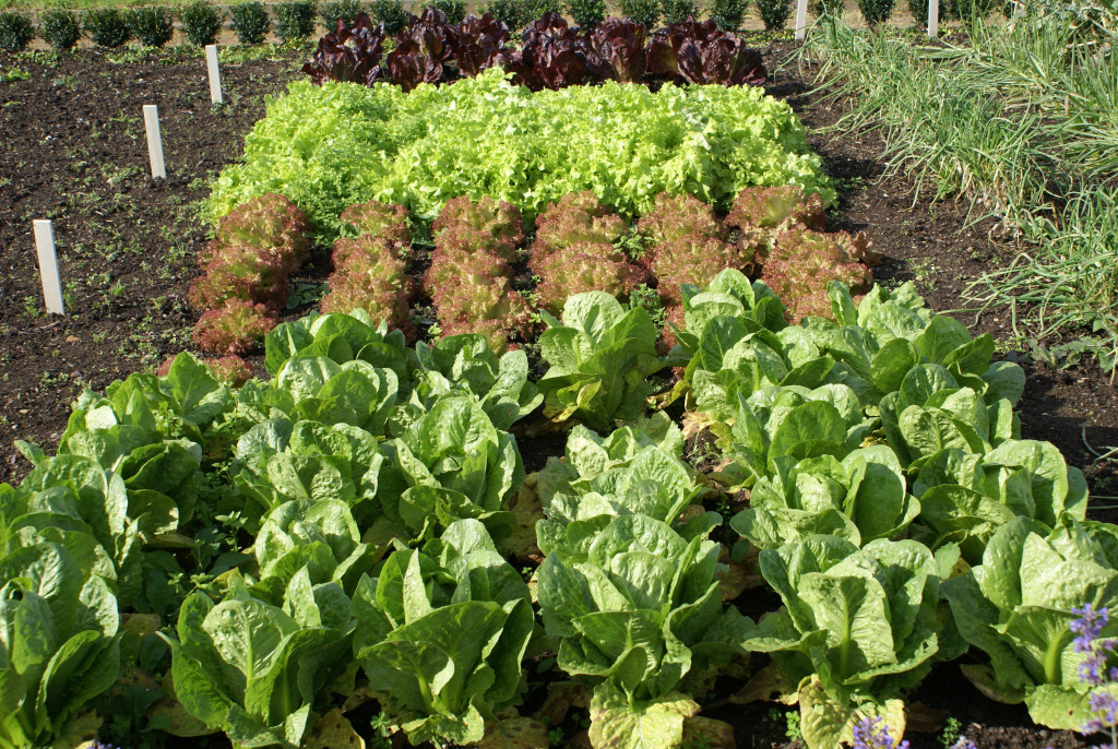 Lettuce growing in an organic garden at home.