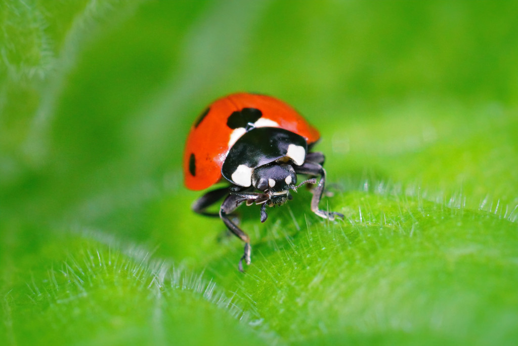 A red spotted ladybug on a green leaf