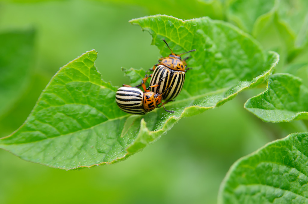 Beetles eating a leaf